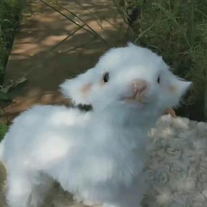 发呆的小绵羊头像