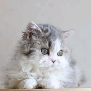 猫咪养成日记头像