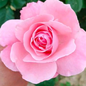 做自己的光头像