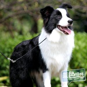 阿明边牧（生态养鸽）头像