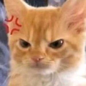 野狼狼狼狼狼头像