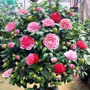 圆源圆花卉头像