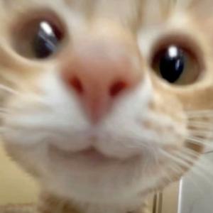 无聊的大冬瓜头像