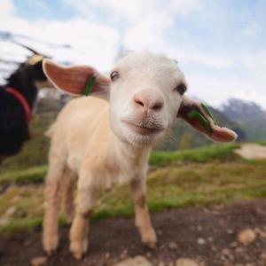 小洋和她的动物们头像