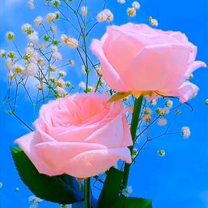 幸运🍀相随头像