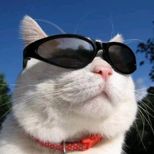 CFM、布鲁托头像