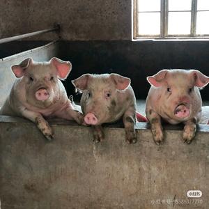 沈阳大弟养好猪头像