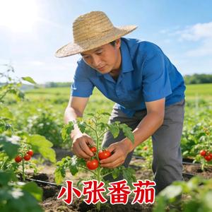 小张番茄园头像