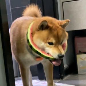 阿文养宠指南头像