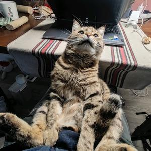 喵喵喵想不想荒野行走头像