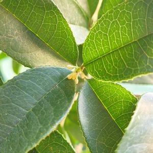 一束金桂花头像