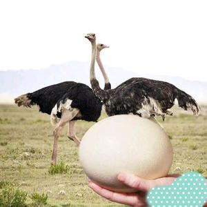 聊城第一家鸵鸟养殖场基地头像