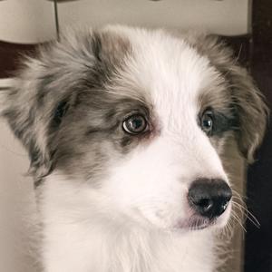 元宝吃不饱头像