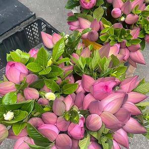 花开富贵💐.头像