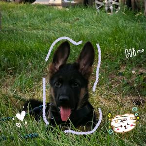 蟠桃的养狗日记头像