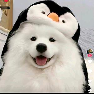 可爱小奶兔的抖音 - 抖音
