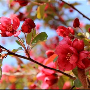 布哈力切木头像