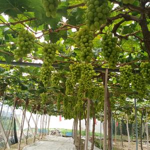 🍮清茶🍷苦酒头像