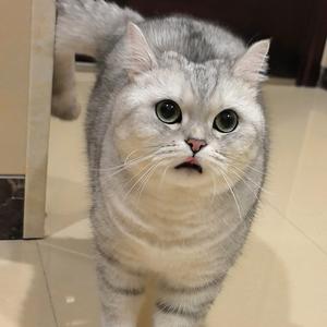 ZZ喜欢山竹头像