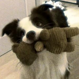 柠檬爱吃辣头像