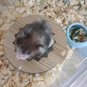 好好养鼠记头像