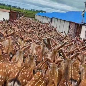 东北梅花鹿业头像