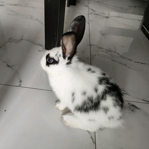 糯米芝麻团子头像