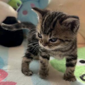 蓝莓小布丁说其实我叫凶残小土豆头像