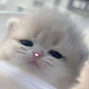 ^芷琪无忧_头像