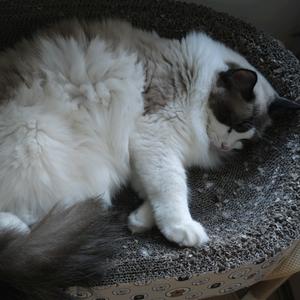 Lz青檀𓆡𓆝𓆟头像