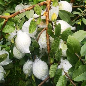 南沙甜在心芭乐头像