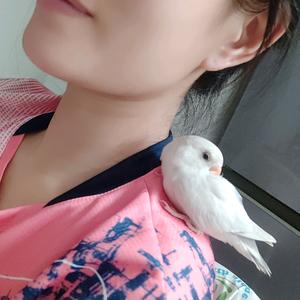 sweetie小鸟依依🐤头像