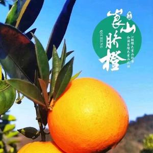 新农人翟先生头像