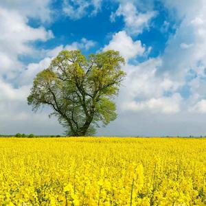 劫沉眠雪月头像