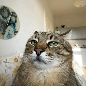 金克斯的含义头像