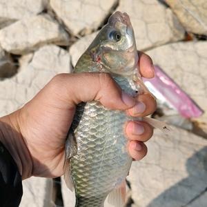 大鲫大鲤🐣头像