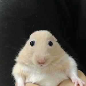 能吃20个烧饼头像