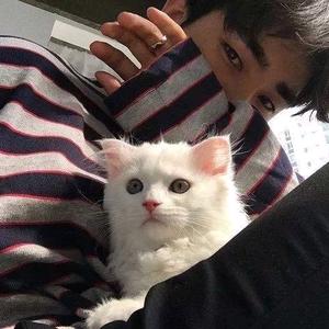 不拉多不多头像