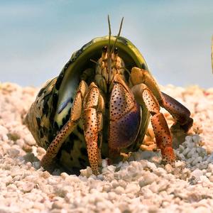 广州恒丰寄居蟹批发头像