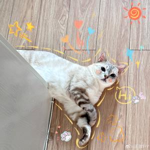 Aurora-是极光啊（摆烂版头像