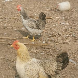 在西华散养土鸡的楠楠头像