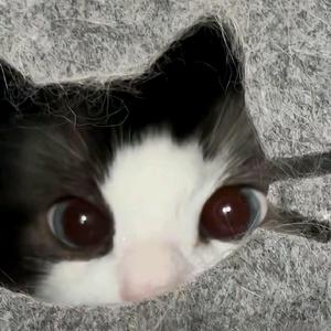 当然是因为烦啦头像