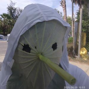 凤梨的小助理头像