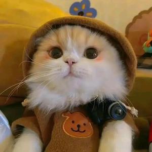 猫meme的me头像