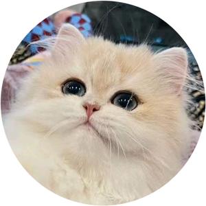 喜之喵喵渐层猫头像