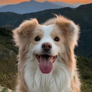 胖哥养宠指南头像