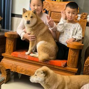 柴犬蛋黄的开心头像