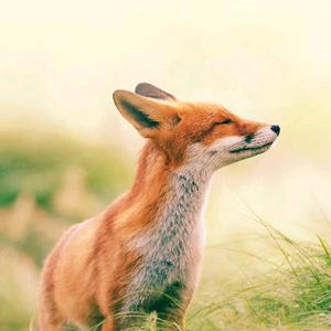 麦子不是狐狸的食物头像