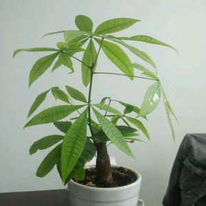 双眼皮的巨蟹头像