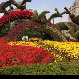 跤河人在徐州头像